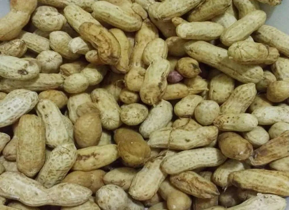 Conheça a comida de festa junina no Nordeste