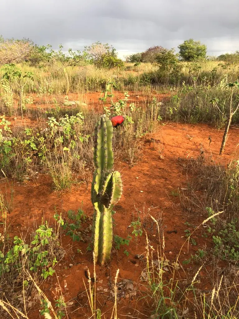Ourolândia, conhecida como a cidade do mármore Bege Bahia, está localizada no Piemonte da Chapada Diamantina Norte, no sertão da Bahia.